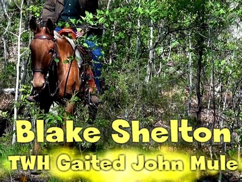 Gaited Mules For Sale @ Missouri Mule Company