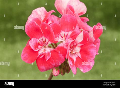 Geranium Moonlight Vinetta Pelargonium Stock Photo Alamy