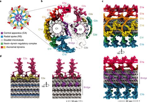 Cryo EM Structures Of Central Apparatus C1 And C2 Microtubules A