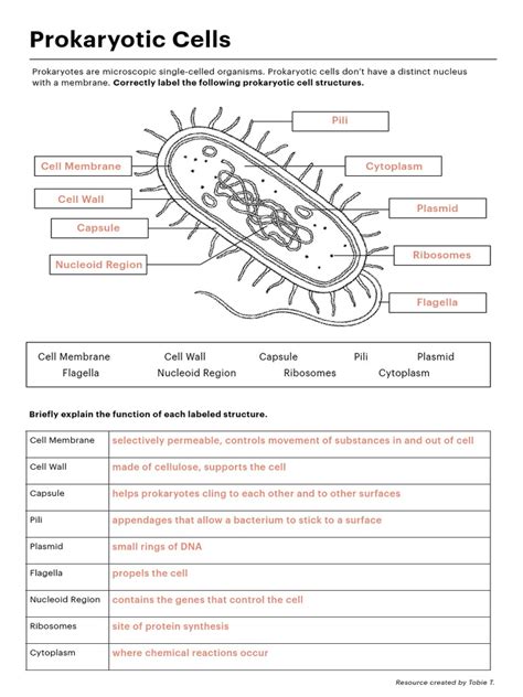 To Identify Differences Between Prokaryotic And Eukaryotic Cells Worksheets Library