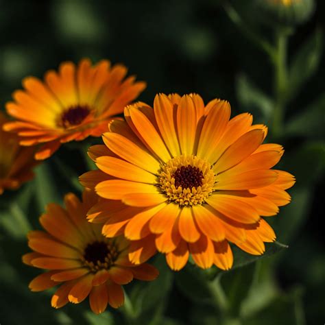 The Spiritual Meaning of the Ibis Bird - Wisdom Of The Spirit