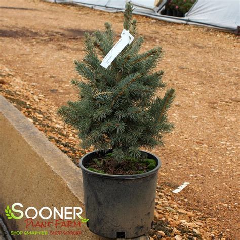 Colorado Blue Spruce Sooner Plant Farm