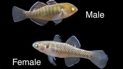 Empire Gudgeon Species Profile & Advanced Care