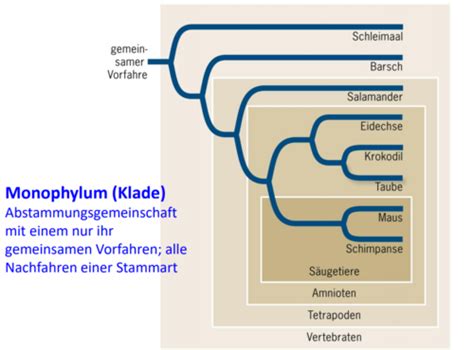 Allgemeine Botanik Karteikarten Quizlet