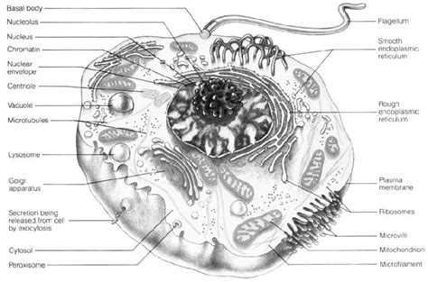 A Generalized Human Cell Marieb 1995 Download Scientific Diagram