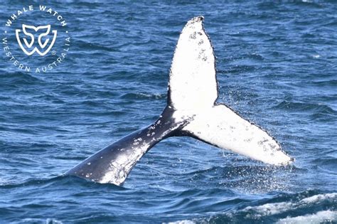 Augusta Humpback Whales 2023 Whale Watch Western Australia