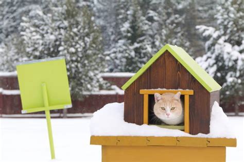 Refugio Exterior Para Gatos Banco De Fotos E Imágenes De Stock Istock