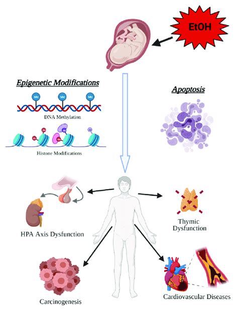 Prenatal Alcohol Exposure Paehas Lifelong Consequences On Health The Download Scientific