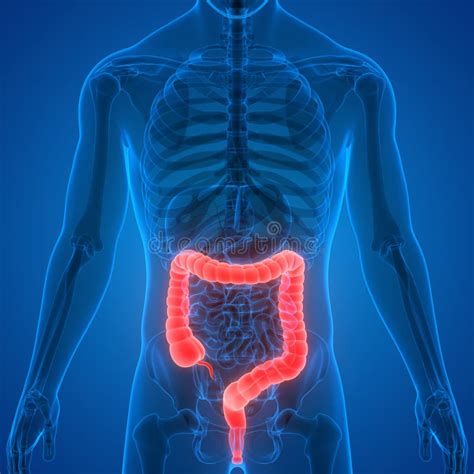 Sistema Digestivo Dos Rg Os Do Corpo Humano Anatomia Do Grande