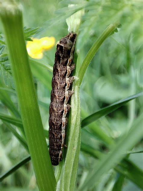 Great Brocade from Шуйский р-н, Ивановская обл., Россия on June 1, 2023 ...