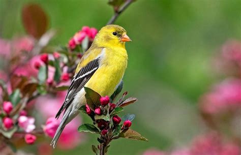 All About the Colorful Finch Bird Family - Birds and Blooms