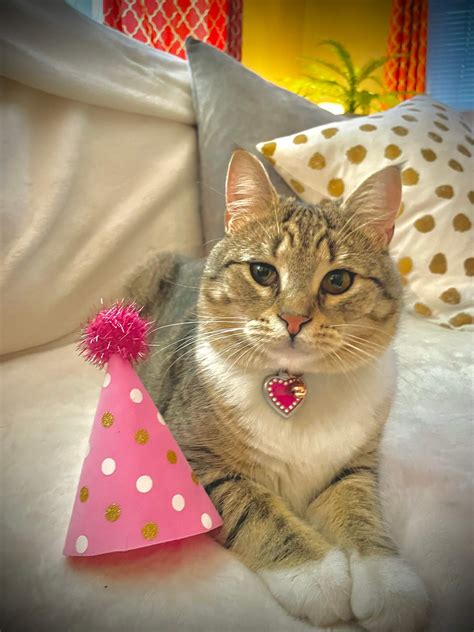 Blue Mountain Veterinary Care Gallery | Vet Clinic In Harrisburg, PA 17112