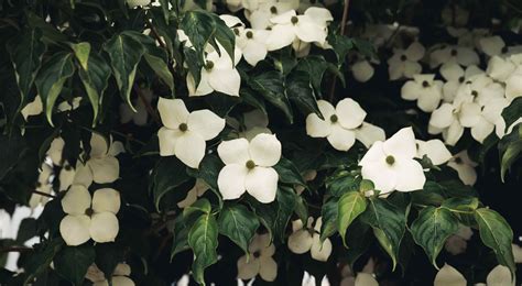 Dentist in West Windsor, NJ | Tuttle Dental Care