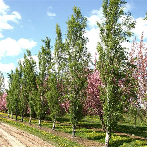 Береза повислая Фастигиата (Betula pendula Fastigiata),саженцы березы ...