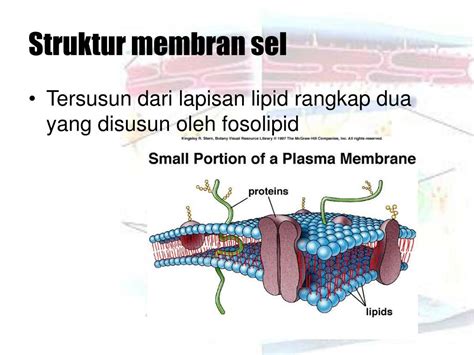 struktur sel powerpoint    id