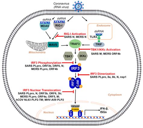 Sars Coronavirus Sars Cov Mediated Inhibition Of Irf Activation The