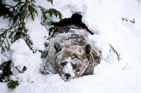 Brown bear waking up after winter hibernation in Finland. Cane Corso