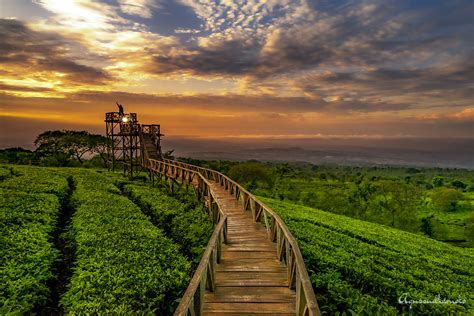 Kebun Teh Wonosari Archives