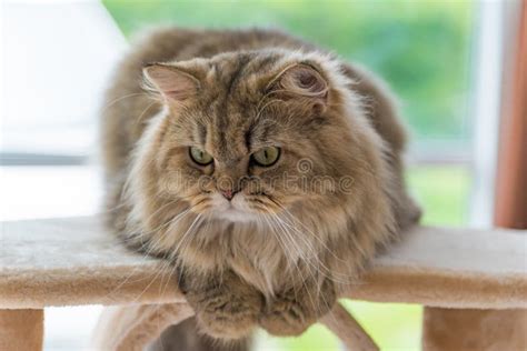 Cute Brown Tabby Persian Cat Stock Image Image Of Eyes Background