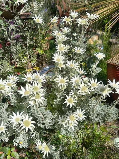 Rosella Rise Native Garden
