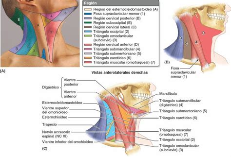 Estructuras Superficiales Del Cuello Enfermer A