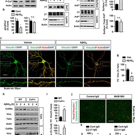 Essential Roles Of Cofilin And Integrin In A O Induced Depletion