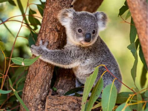 Koala Poop: Everything You've Ever Wanted to Know - A-Z Animals