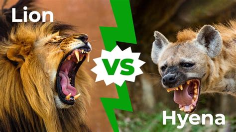 Lion vs Hyena: Who Would Win in a Fight? - IMP WORLD