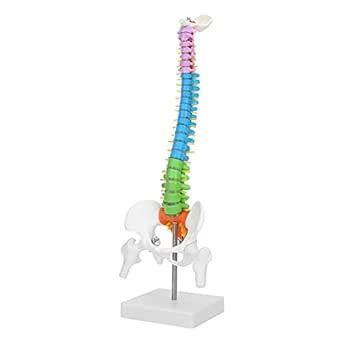 Spine Model Colored Flexible Pelvis And Spine Model Human Vertebral