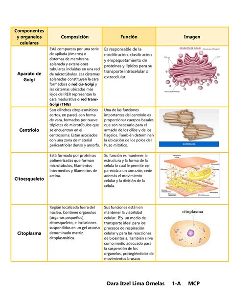 Organelos Y Sus Funciones