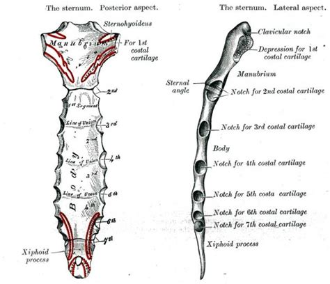 2 Sternum And Thoracic Vertebrae Gray And Lewis 1918 Download