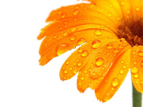 Оранжевый цветок — картинка для рабочего стола — Abali.ru