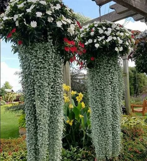 Дихондра Сильвер Фэлс F1 (Elite Seeds) • СВеточки