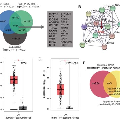 PDF RHPN1AS1 Promotes Ovarian Carcinogenesis By Sponging MiR4855p