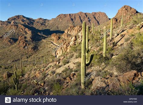 view  gates pass road  saguaro cactus tucson mountain park