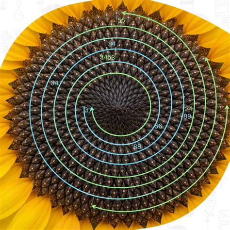 fibonacci  nature  patterns spark kids love  math education