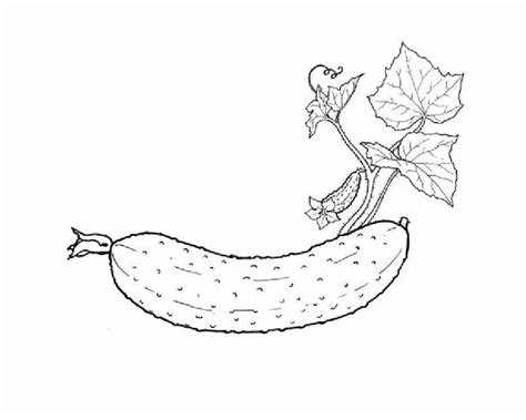 Раскраска Огурец на ветке | Раскраски Овощи и фрукты