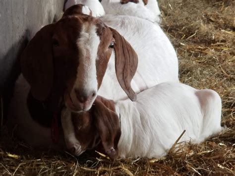 Home Canadian Meat Goat Association