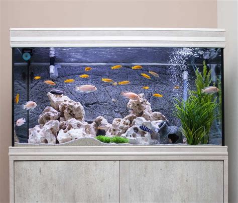 Fish For Fish Tank Near Mesave Up To 16