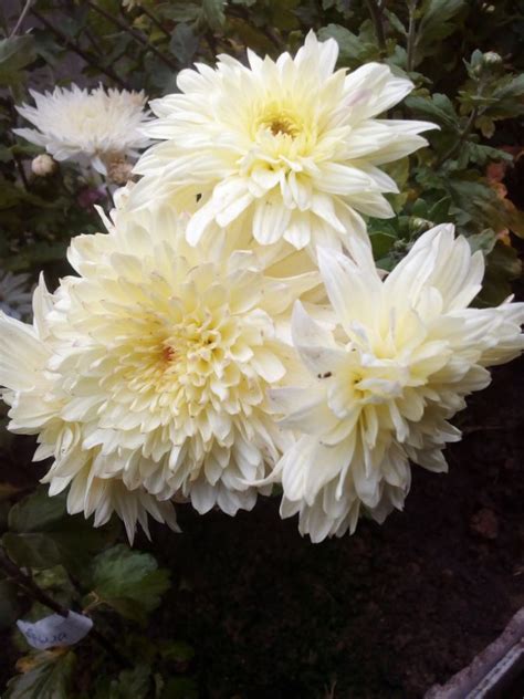 Хризантема Гомпи Ред Фото И Описание – Telegraph