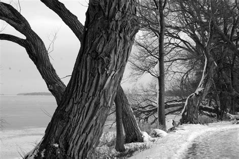 winter baum kostenloses foto auf pixabay pixabay