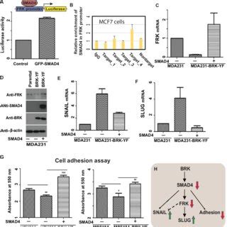 BRK Regulates Tumor Suppressor EMT Markers And Metastatic Potential