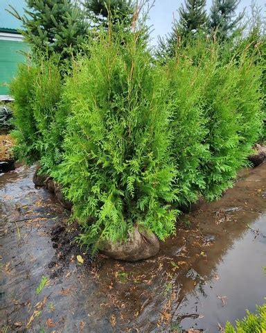 Туя западная Кинг оф Брабант АКЦИЯ | Thuja occidentalis King of Brabant ...