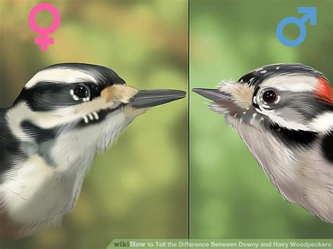 3 Ways To Tell The Difference Between Downy And Hairy Woodpeckers