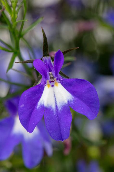Westhoff Lobelia HOT Blue With Eye