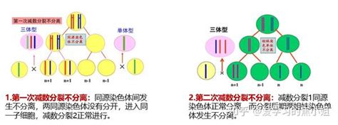 焦老师讲遗传系列之3：染色体数目异常 知乎