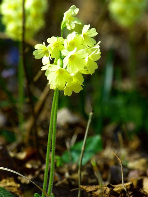Bildet : blomstre, anlegg, blomst, urt, produsere, botanikk, gul, flora ...
