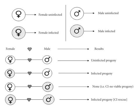 Block diagram representing the mechanism of Wolbachia infection in ...