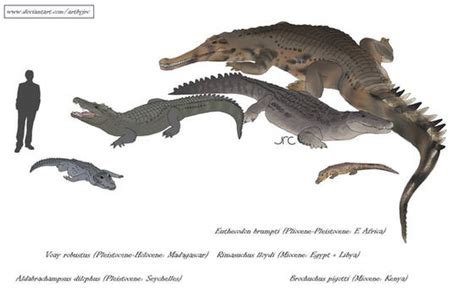 Explore The Best Crocodylian Art Deviantart