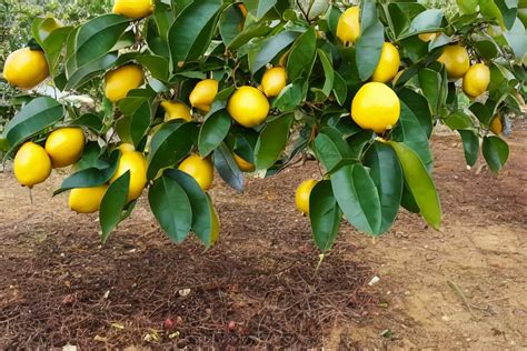 How To Grow And Care For A Meyer Lemon Tree — Dream Homes And Gardens